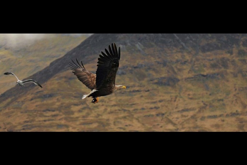 Habitats Eagle Banner